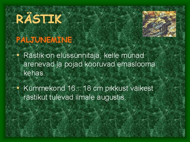 RÄSTIK PALJUNEMINE • Rästik on elussünnitaja, kelle munad arenevad ja pojad kooruvad emaslooma kehas. RÄSTIK PALJUNEMINE • Rästik on elussünnitaja, kelle munad arenevad ja pojad kooruvad emaslooma kehas.