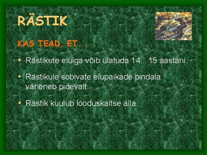 RÄSTIK KAS TEAD, ET. . . • Rästikute eluiga võib ulatuda 14… 15 aastani. RÄSTIK KAS TEAD, ET. . . • Rästikute eluiga võib ulatuda 14… 15 aastani.