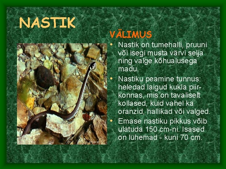 NASTIK VÄLIMUS • Nastik on tumehalli, pruuni või isegi musta värvi selja ning valge NASTIK VÄLIMUS • Nastik on tumehalli, pruuni või isegi musta värvi selja ning valge