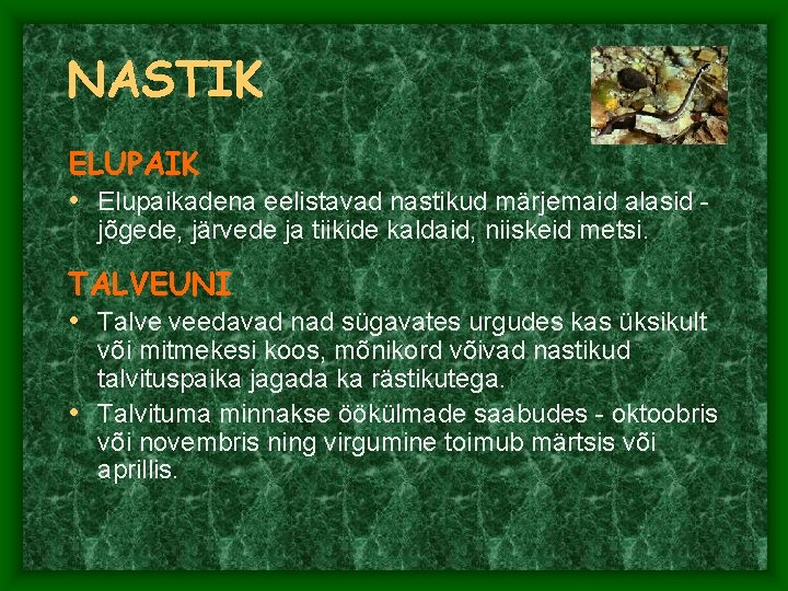 NASTIK ELUPAIK • Elupaikadena eelistavad nastikud märjemaid alasid jõgede, järvede ja tiikide kaldaid, niiskeid NASTIK ELUPAIK • Elupaikadena eelistavad nastikud märjemaid alasid jõgede, järvede ja tiikide kaldaid, niiskeid