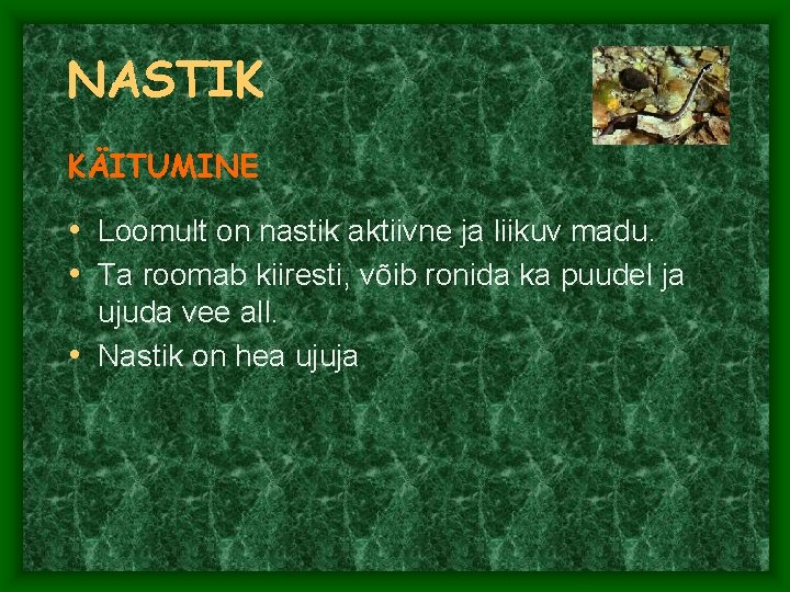 NASTIK KÄITUMINE • Loomult on nastik aktiivne ja liikuv madu. • Ta roomab kiiresti, NASTIK KÄITUMINE • Loomult on nastik aktiivne ja liikuv madu. • Ta roomab kiiresti,