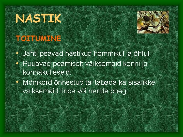 NASTIK TOITUMINE • Jahti peavad nastikud hommikul ja õhtul. • Püüavad peamiselt väiksemaid konni NASTIK TOITUMINE • Jahti peavad nastikud hommikul ja õhtul. • Püüavad peamiselt väiksemaid konni
