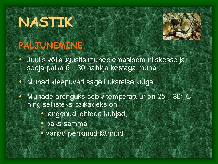 NASTIK PALJUNEMINE • Juulis või augustis muneb emasloom niiskesse ja sooja paika 6… 30 NASTIK PALJUNEMINE • Juulis või augustis muneb emasloom niiskesse ja sooja paika 6… 30