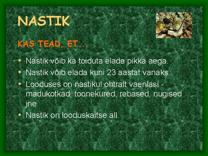 NASTIK KAS TEAD, ET. . . • Nastik võib ka toiduta elada pikka aega. NASTIK KAS TEAD, ET. . . • Nastik võib ka toiduta elada pikka aega.