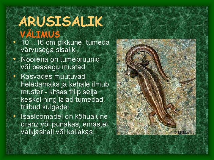 ARUSISALIK VÄLIMUS • 10… 16 cm pikkune, tumeda värvusega sisalik. • Noorena on tumepruunid ARUSISALIK VÄLIMUS • 10… 16 cm pikkune, tumeda värvusega sisalik. • Noorena on tumepruunid