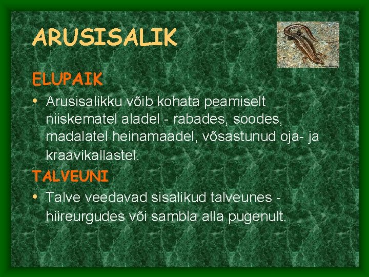 ARUSISALIK ELUPAIK • Arusisalikku võib kohata peamiselt niiskematel aladel - rabades, soodes, madalatel heinamaadel, ARUSISALIK ELUPAIK • Arusisalikku võib kohata peamiselt niiskematel aladel - rabades, soodes, madalatel heinamaadel,