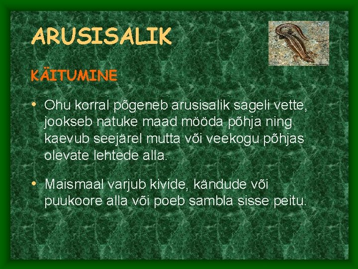 ARUSISALIK KÄITUMINE • Ohu korral põgeneb arusisalik sageli vette, jookseb natuke maad mööda põhja ARUSISALIK KÄITUMINE • Ohu korral põgeneb arusisalik sageli vette, jookseb natuke maad mööda põhja
