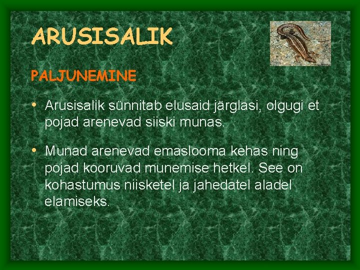 ARUSISALIK PALJUNEMINE • Arusisalik sünnitab elusaid järglasi, olgugi et pojad arenevad siiski munas. • ARUSISALIK PALJUNEMINE • Arusisalik sünnitab elusaid järglasi, olgugi et pojad arenevad siiski munas. •