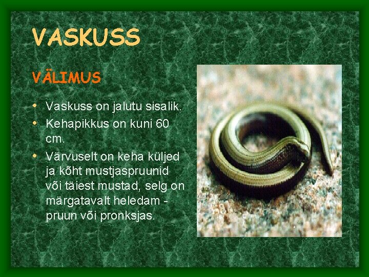 VASKUSS VÄLIMUS • Vaskuss on jalutu sisalik. • Kehapikkus on kuni 60 cm. • VASKUSS VÄLIMUS • Vaskuss on jalutu sisalik. • Kehapikkus on kuni 60 cm. •