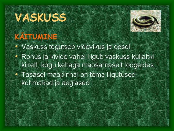 VASKUSS KÄITUMINE • Vaskuss tegutseb videvikus ja öösel. • Rohus ja kivide vahel liigub VASKUSS KÄITUMINE • Vaskuss tegutseb videvikus ja öösel. • Rohus ja kivide vahel liigub