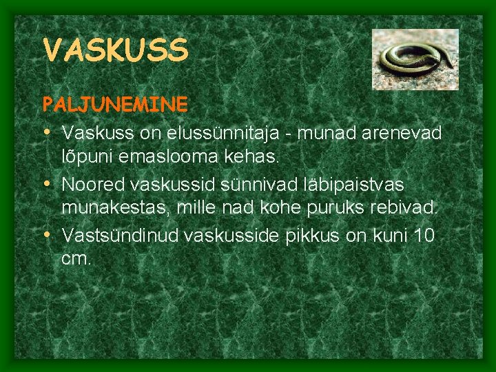 VASKUSS PALJUNEMINE • Vaskuss on elussünnitaja - munad arenevad lõpuni emaslooma kehas. • Noored VASKUSS PALJUNEMINE • Vaskuss on elussünnitaja - munad arenevad lõpuni emaslooma kehas. • Noored