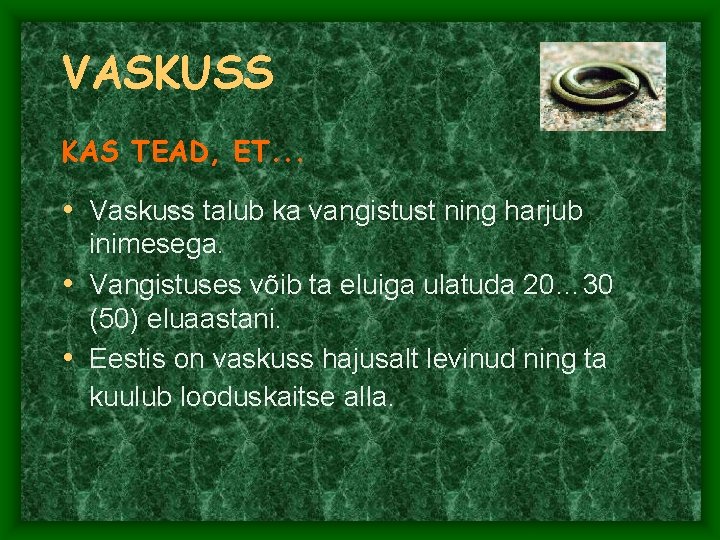 VASKUSS KAS TEAD, ET. . . • Vaskuss talub ka vangistust ning harjub inimesega. VASKUSS KAS TEAD, ET. . . • Vaskuss talub ka vangistust ning harjub inimesega.