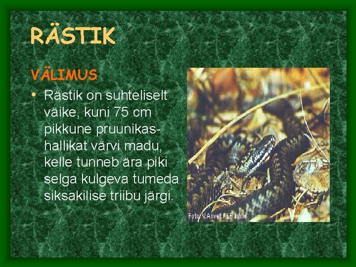 RÄSTIK VÄLIMUS • Rästik on suhteliselt väike, kuni 75 cm pikkune pruunikashallikat värvi madu, RÄSTIK VÄLIMUS • Rästik on suhteliselt väike, kuni 75 cm pikkune pruunikashallikat värvi madu,