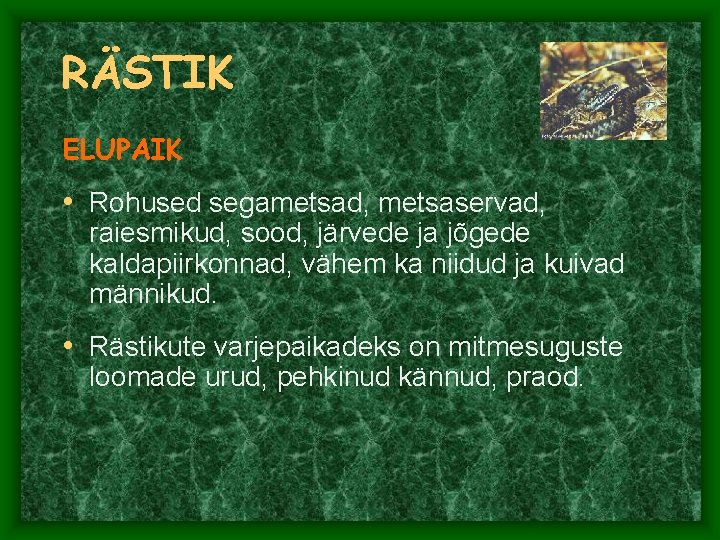 RÄSTIK ELUPAIK • Rohused segametsad, metsaservad, raiesmikud, sood, järvede ja jõgede kaldapiirkonnad, vähem ka RÄSTIK ELUPAIK • Rohused segametsad, metsaservad, raiesmikud, sood, järvede ja jõgede kaldapiirkonnad, vähem ka