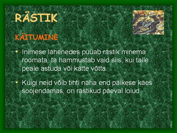 RÄSTIK KÄITUMINE • Inimese lähenedes püüab rästik minema roomata, ta hammustab vaid siis, kui RÄSTIK KÄITUMINE • Inimese lähenedes püüab rästik minema roomata, ta hammustab vaid siis, kui