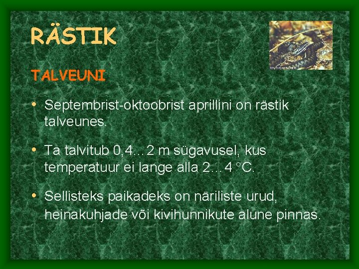 RÄSTIK TALVEUNI • Septembrist-oktoobrist aprillini on rästik talveunes. • Ta talvitub 0, 4… 2 RÄSTIK TALVEUNI • Septembrist-oktoobrist aprillini on rästik talveunes. • Ta talvitub 0, 4… 2