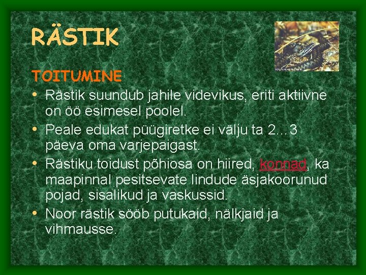 RÄSTIK TOITUMINE • Rästik suundub jahile videvikus, eriti aktiivne on öö esimesel poolel. • RÄSTIK TOITUMINE • Rästik suundub jahile videvikus, eriti aktiivne on öö esimesel poolel. •