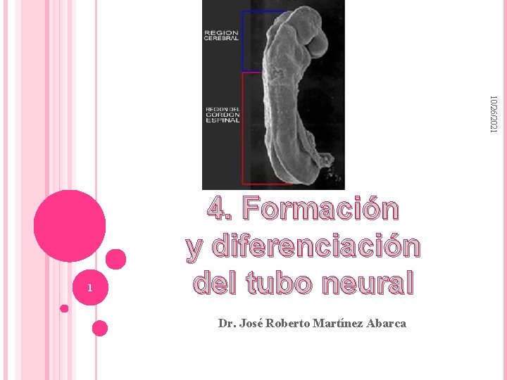 10/26/2021 1 4. Formación y diferenciación del tubo neural Dr. José Roberto Martínez Abarca