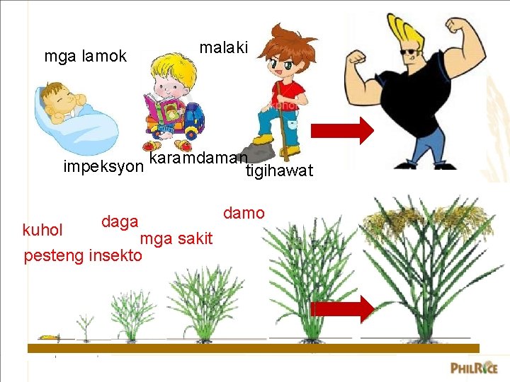 mga lamok malaki impeksyon karamdamantigihawat daga kuhol mga sakit pesteng insekto damo 