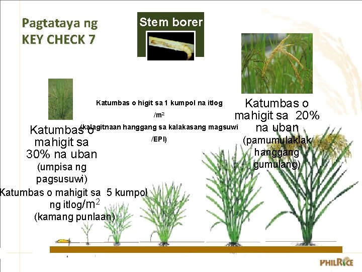 Pagtataya ng KEY CHECK 7 Stem borer Katumbas o /m mahigit sa 20% hanggang