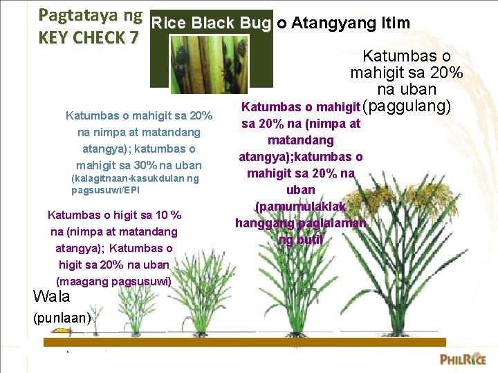 Pagtataya ng Rice Black Bug o Atangyang Itim KEY CHECK 7 Katumbas o mahigit