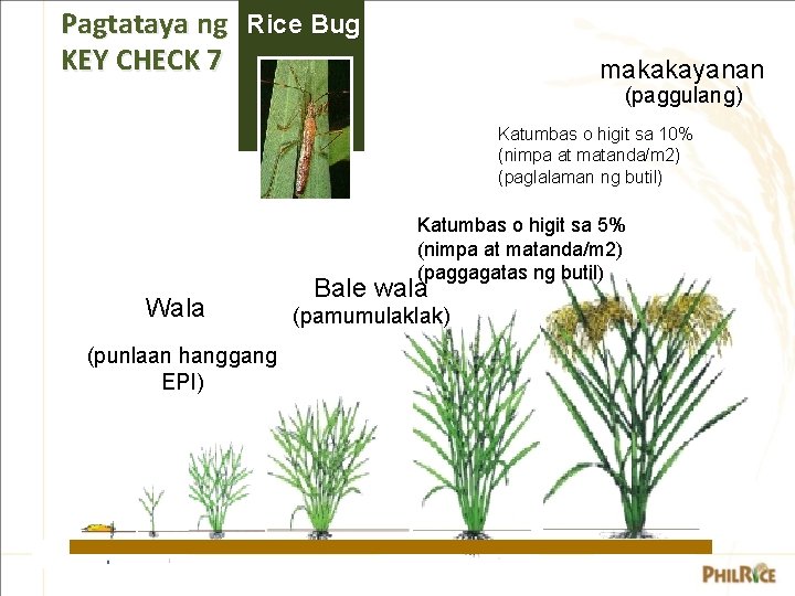 Pagtataya ng Rice Bug KEY CHECK 7 makakayanan (paggulang) Katumbas o higit sa 10%