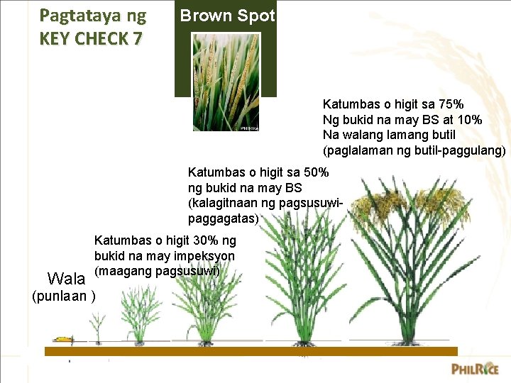 Pagtataya ng KEY CHECK 7 Brown Spot Katumbas o higit sa 75% Ng bukid