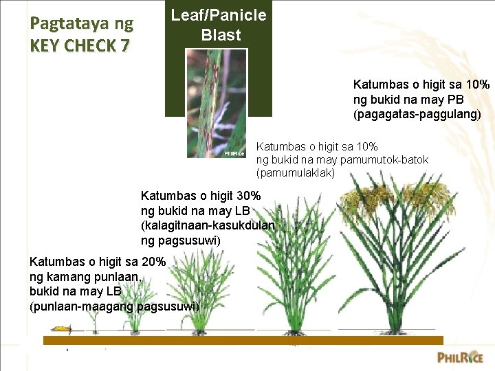 Pagtataya ng KEY CHECK 7 Leaf/Panicle Blast Katumbas o higit sa 10% ng bukid