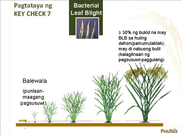 Pagtataya ng KEY CHECK 7 Bacterial Leaf Blight ≥ 30% ng bukid na may