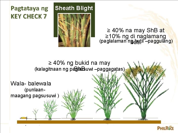 Pagtataya ng Sheath Blight KEY CHECK 7 ≥ 40% na may Sh. B at