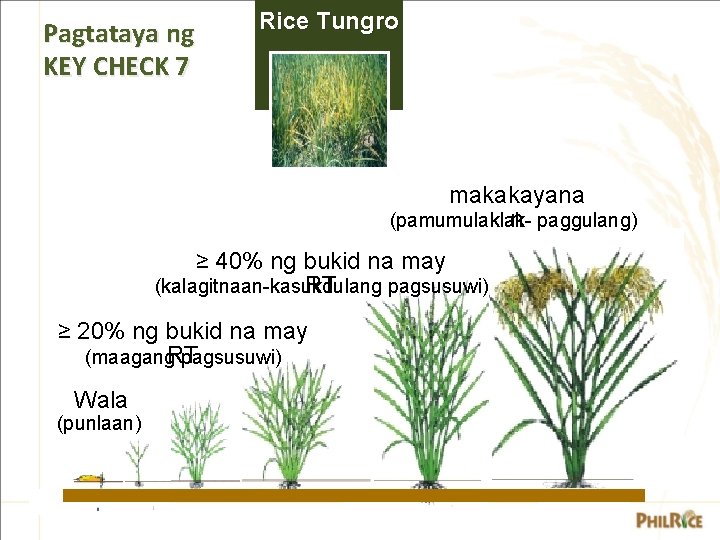 Pagtataya ng KEY CHECK 7 Rice Tungro makakayana (pamumulaklakn paggulang) ≥ 40% ng bukid