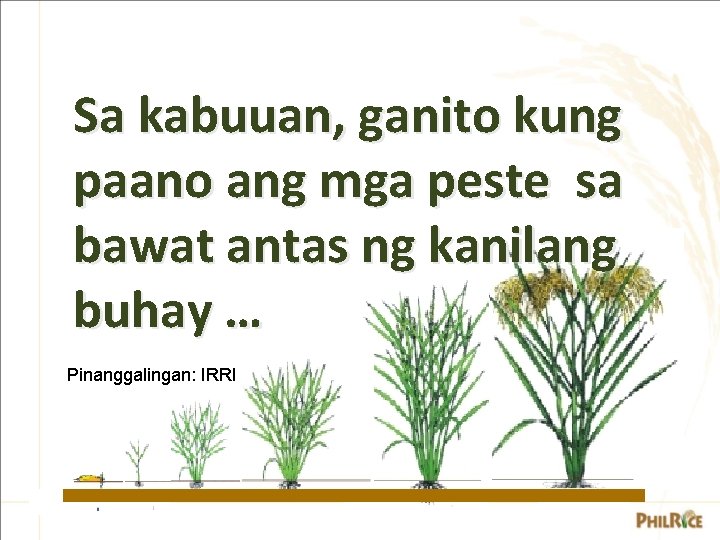 Sa kabuuan, ganito kung paano ang mga peste sa bawat antas ng kanilang buhay