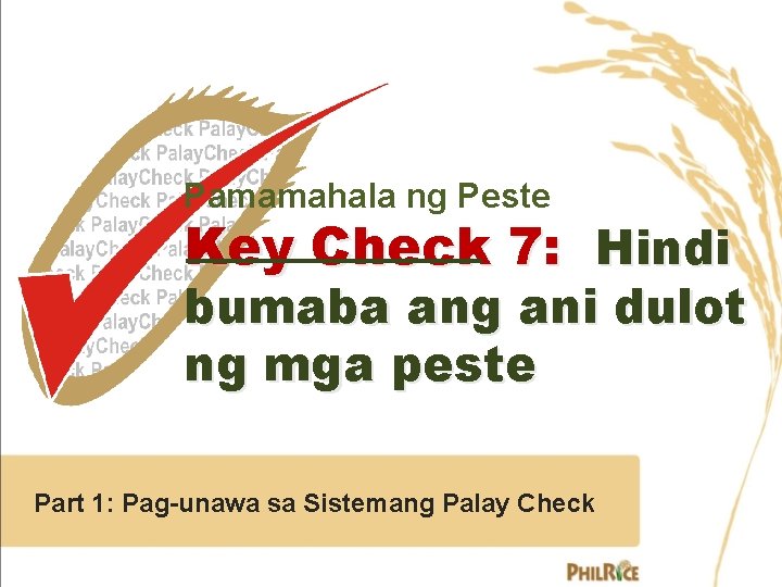 Pamamahala ng Peste Key Check 7: Hindi bumaba ang ani dulot ng mga peste