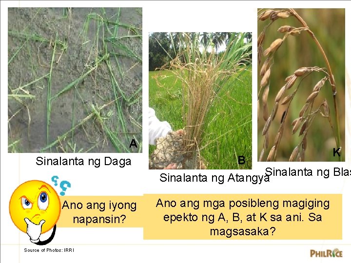 A Sinalanta ng Daga Ano ang iyong napansin? Source of Photos: IRRI K B