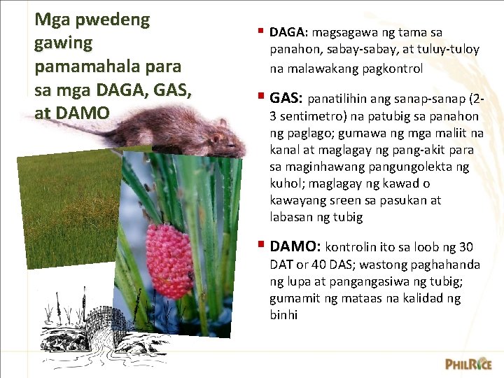 Mga pwedeng gawing pamamahala para sa mga DAGA, GAS, at DAMO § DAGA: magsagawa