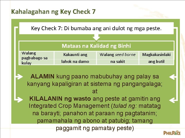 Kahalagahan ng Key Check 7: Di bumaba ang ani dulot ng mga peste. Mataas