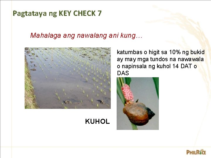 Pagtataya ng KEY CHECK 7 Mahalaga ang nawalang ani kung… katumbas o higit sa