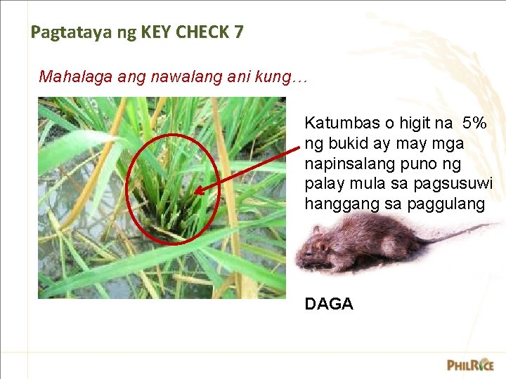 Pagtataya ng KEY CHECK 7 Mahalaga ang nawalang ani kung… Katumbas o higit na Pagtataya ng KEY CHECK 7 Mahalaga ang nawalang ani kung… Katumbas o higit na