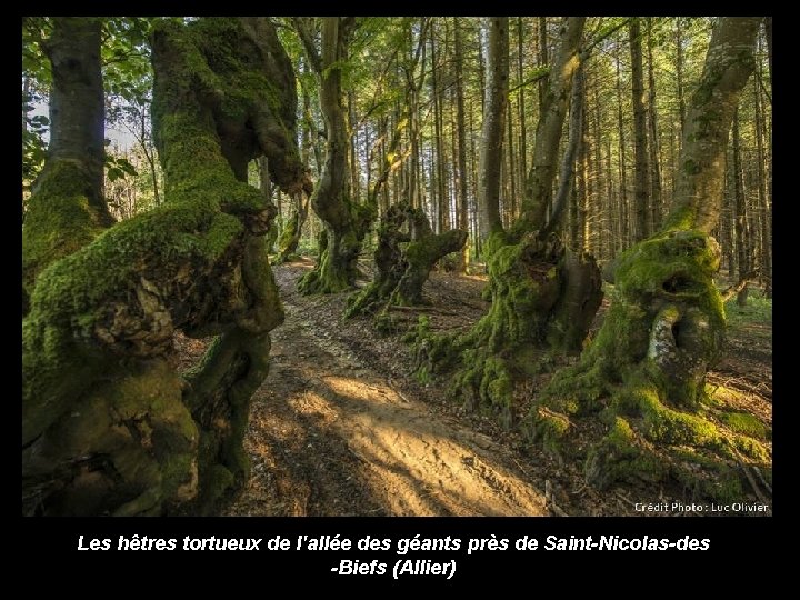 Les hêtres tortueux de l'allée des géants près de Saint-Nicolas-des -Biefs (Allier) 