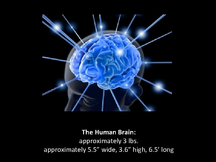 The Human Brain: approximately 3 lbs. approximately 5. 5” wide, 3. 6” high, 6.