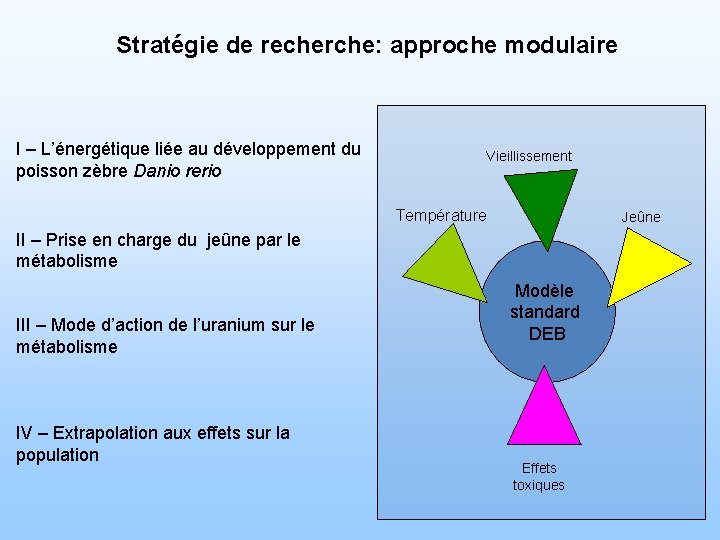 Stratégie de recherche: approche modulaire I – L’énergétique liée au développement du poisson zèbre
