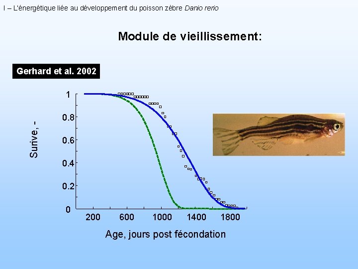 I – L’énergétique liée au développement du poisson zèbre Danio rerio Module de vieillissement: