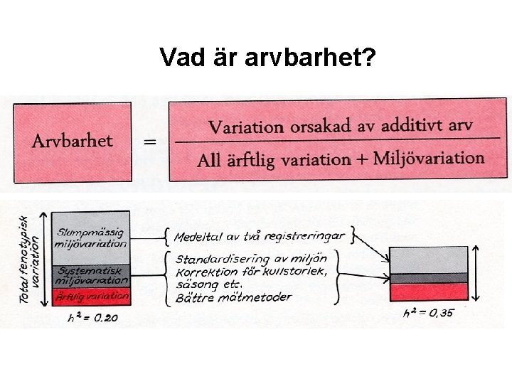 Vad är arvbarhet? 