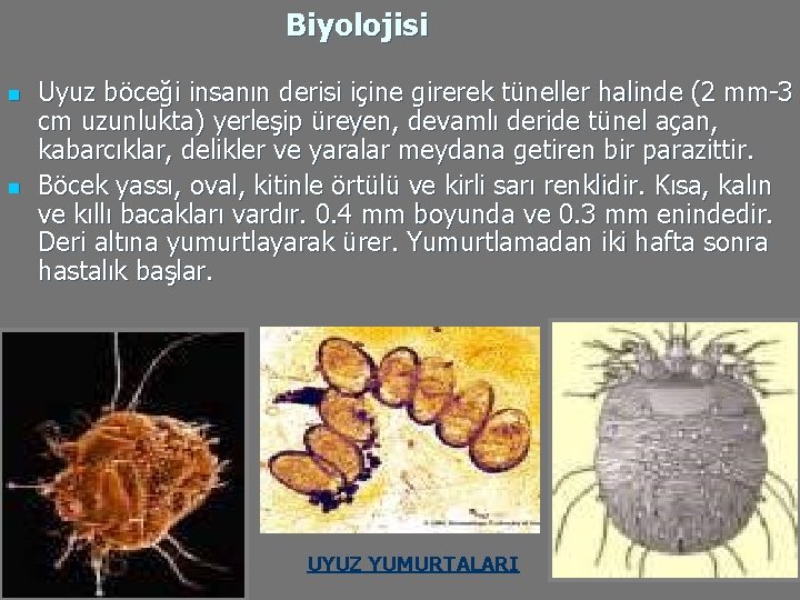 Biyolojisi n n Uyuz böceği insanın derisi içine girerek tüneller halinde (2 mm-3 cm