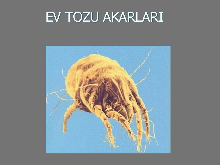 EV TOZU AKARLARI 