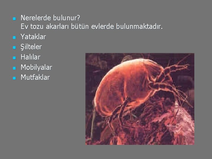 n n n Nerelerde bulunur? Ev tozu akarları bütün evlerde bulunmaktadır. Yataklar Şilteler Halılar