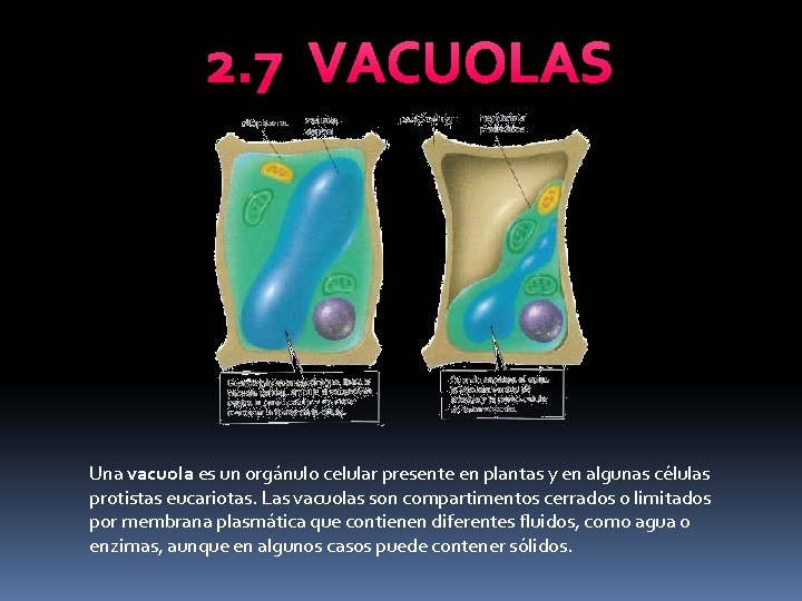 2. 7 VACUOLAS Una vacuola es un orgánulo celular presente en plantas y en