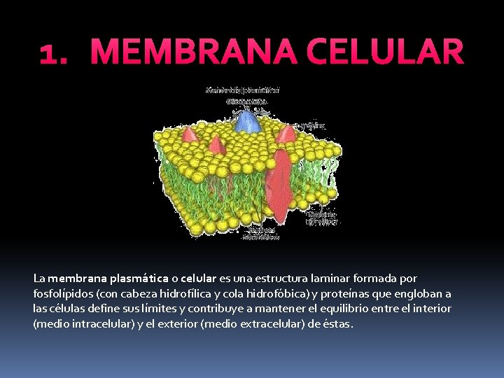 1. MEMBRANA CELULAR La membrana plasmática o celular es una estructura laminar formada por