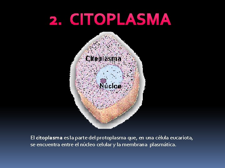 2. CITOPLASMA El citoplasma es la parte del protoplasma que, en una célula eucariota,