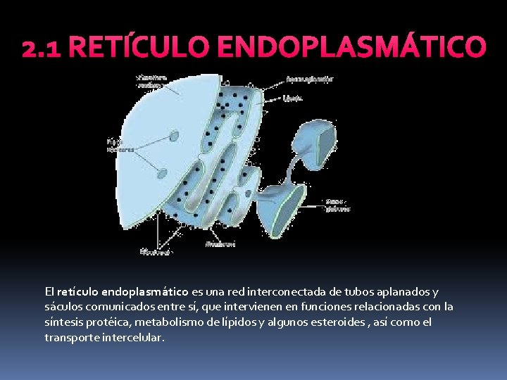 2. 1 RETÍCULO ENDOPLASMÁTICO El retículo endoplasmático es una red interconectada de tubos aplanados